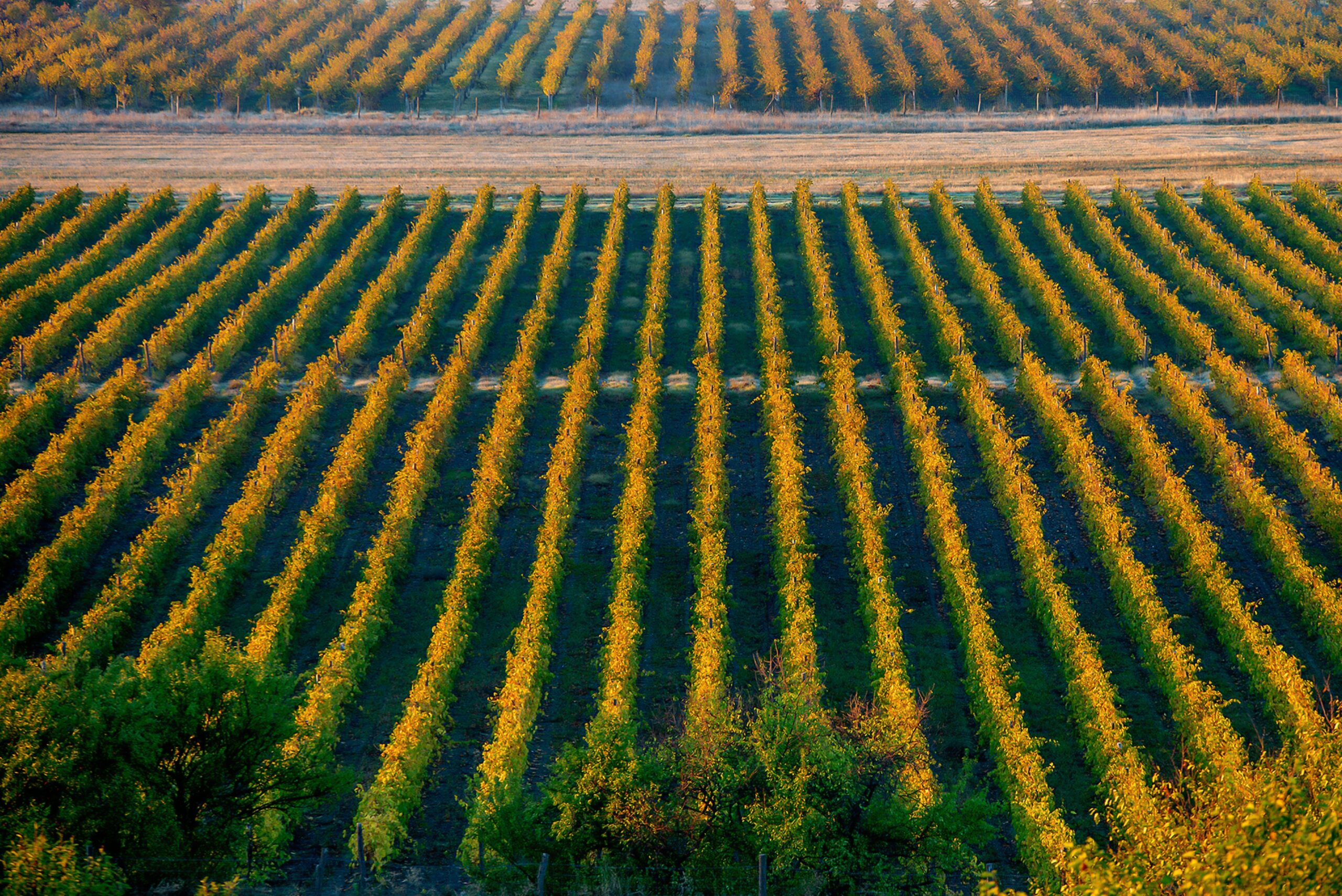 Agriculture01 Agriculture01