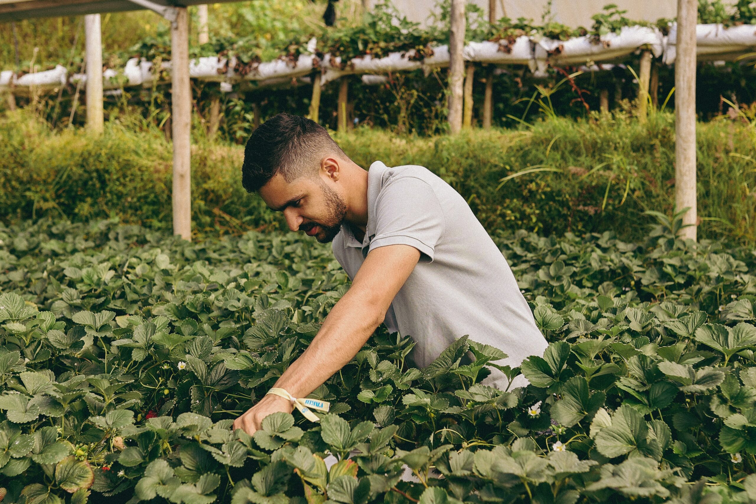 agriculture agriculture