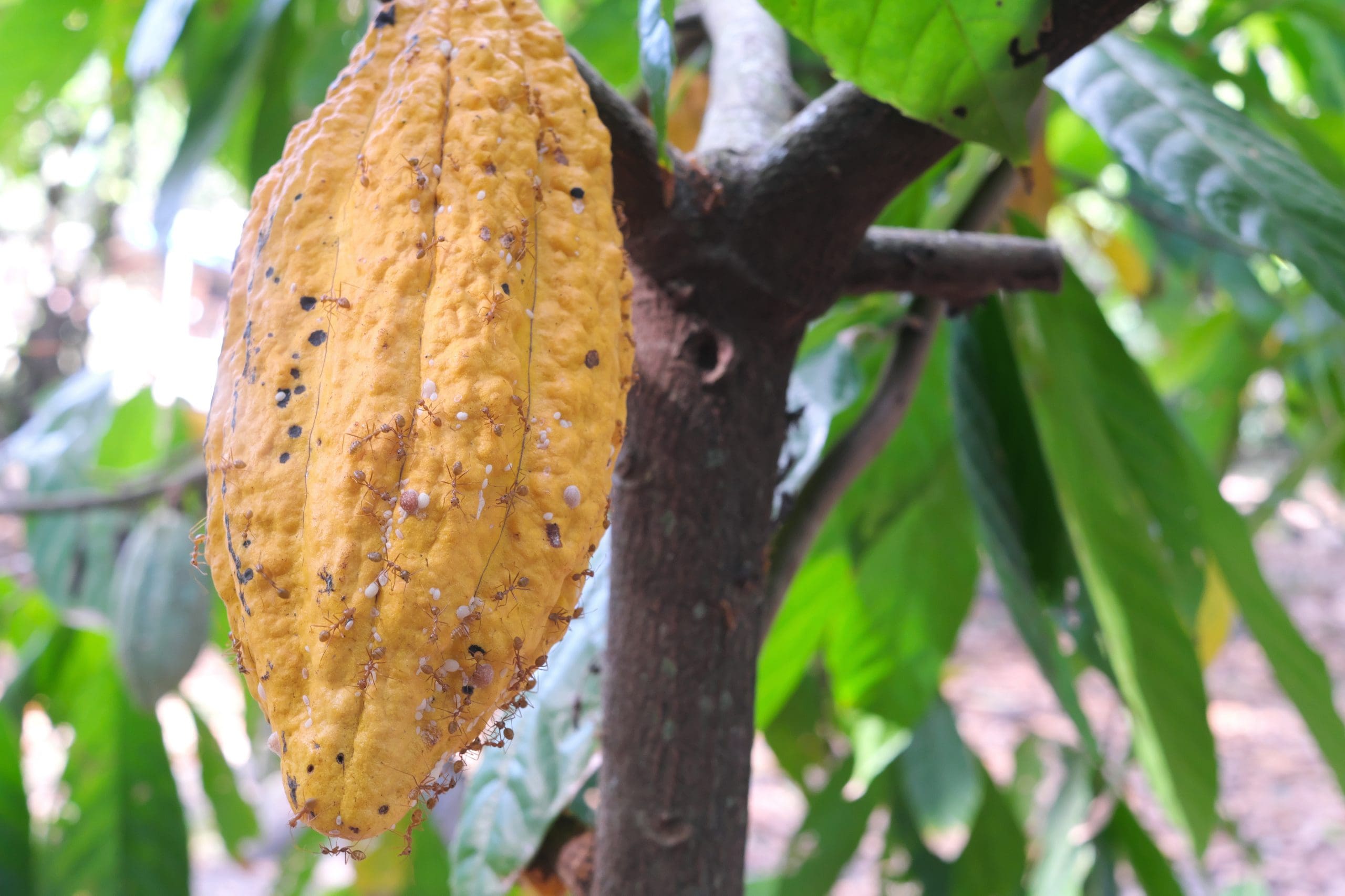Cocoa Pest Management Solutions Cocoa Pest Management Solutions